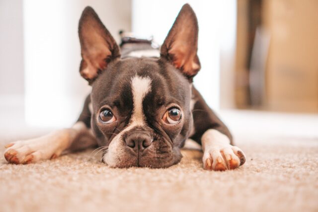 best raw dog food for Boston Terriers