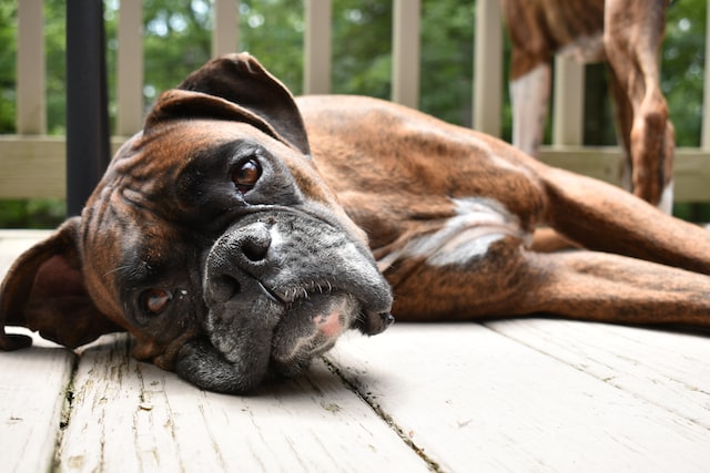 the best dog bed for your Boxer