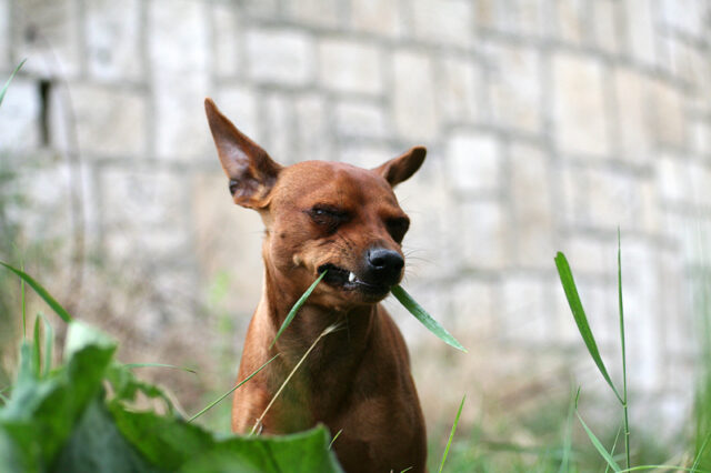 Best raw dog food for Miniature Pinschers