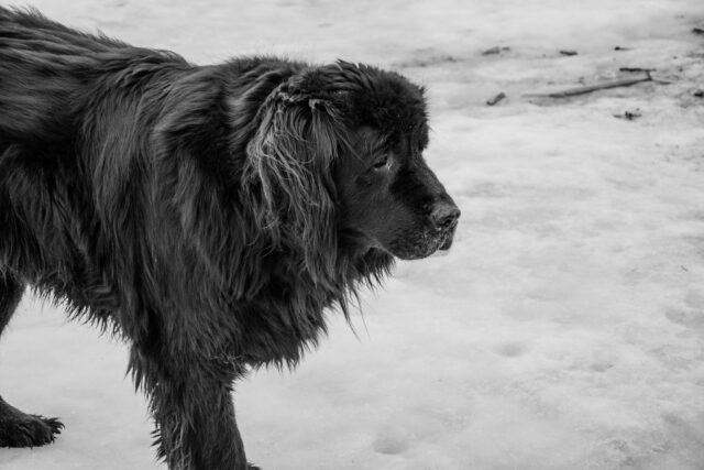 Best raw dog food for Newfoundlands