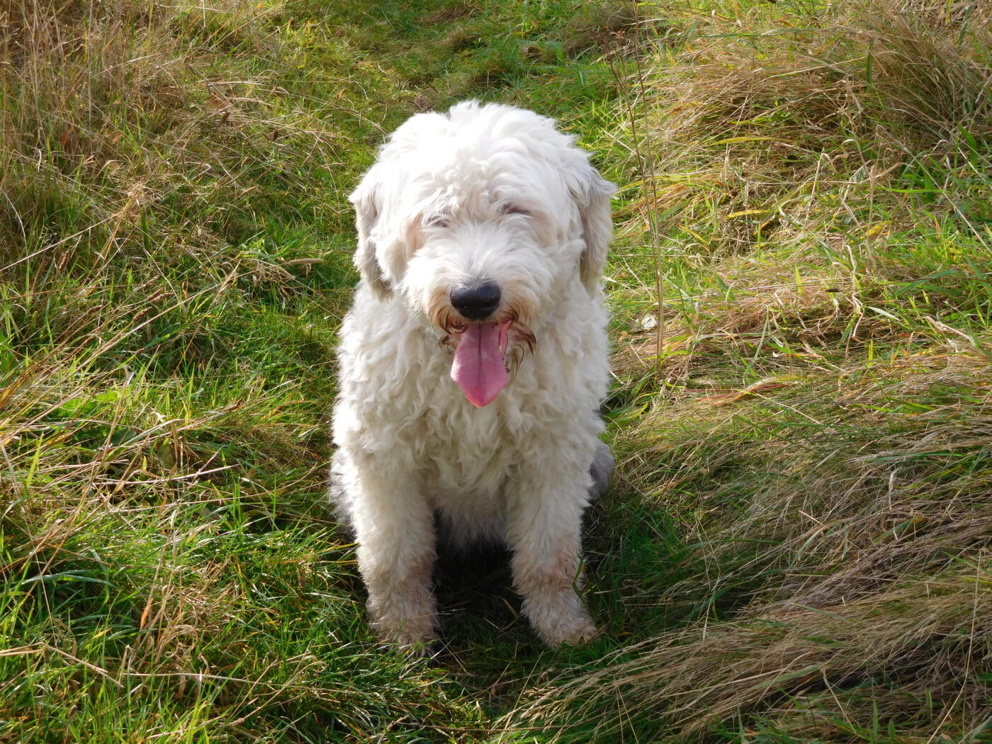 Best raw dog food for Old English Sheepdogs