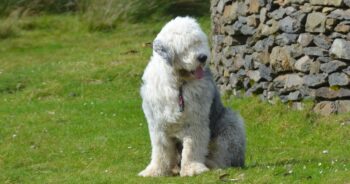 Best raw dog food for Old English Sheepdogs