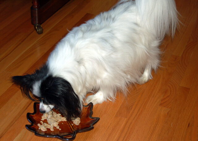 Best raw dog food for Papillons