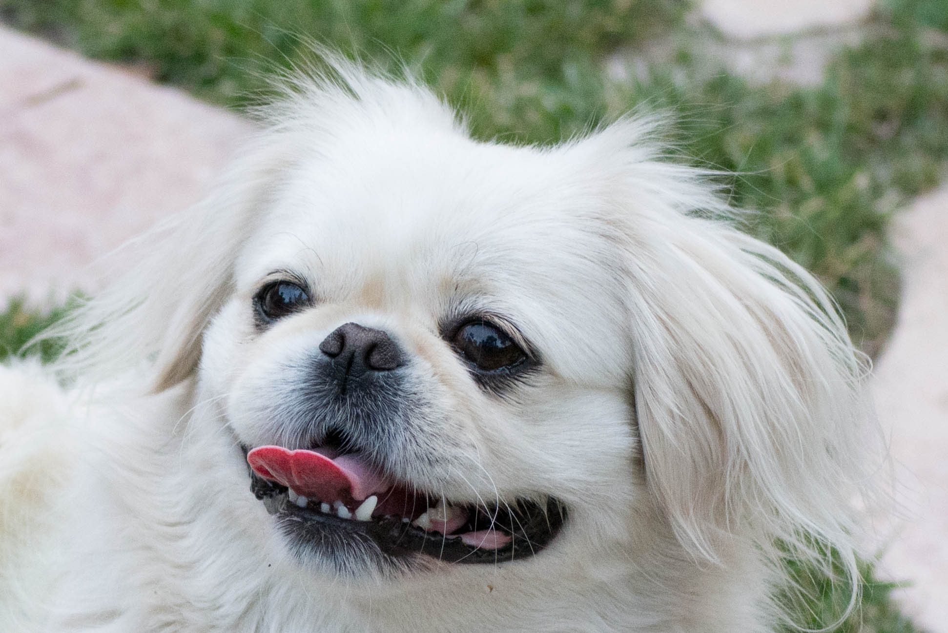 are bones easily digested by a pekingese