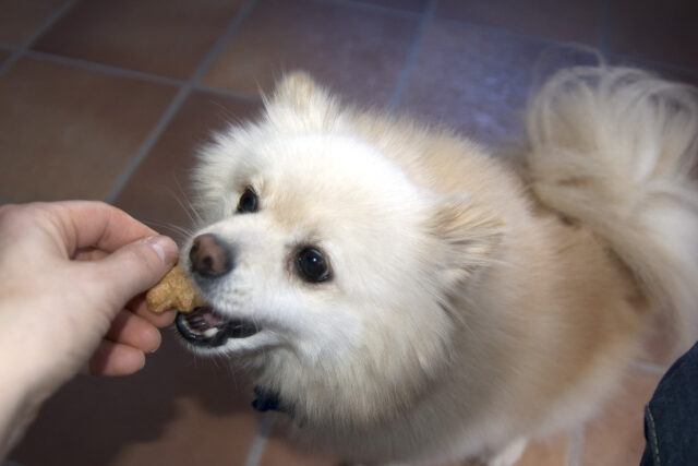 Pomeranian eating best raw dog food.
