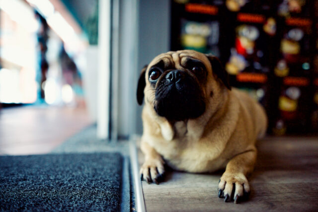 Best raw dog food for Pugs