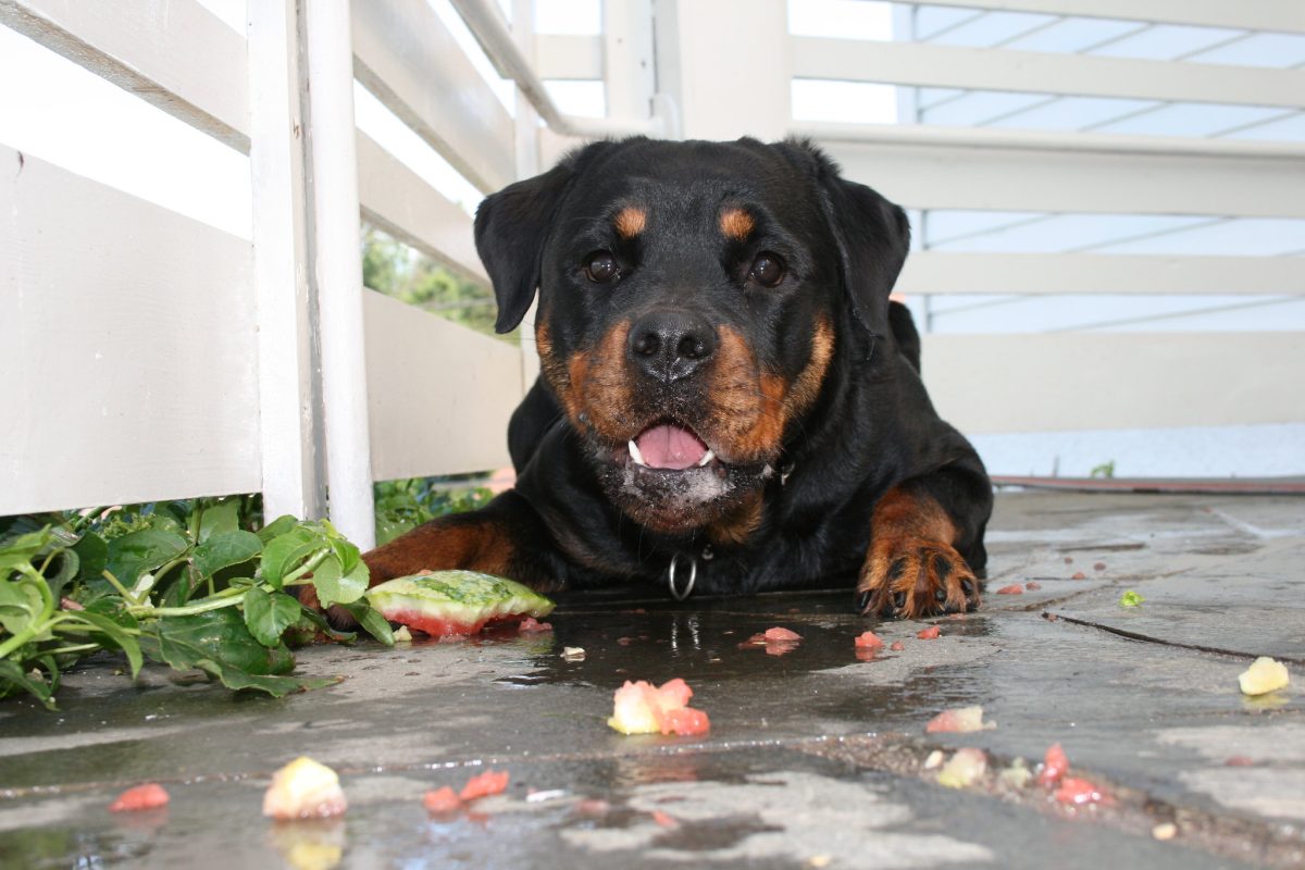 Rottweiler with an intense appetite-driven gaze