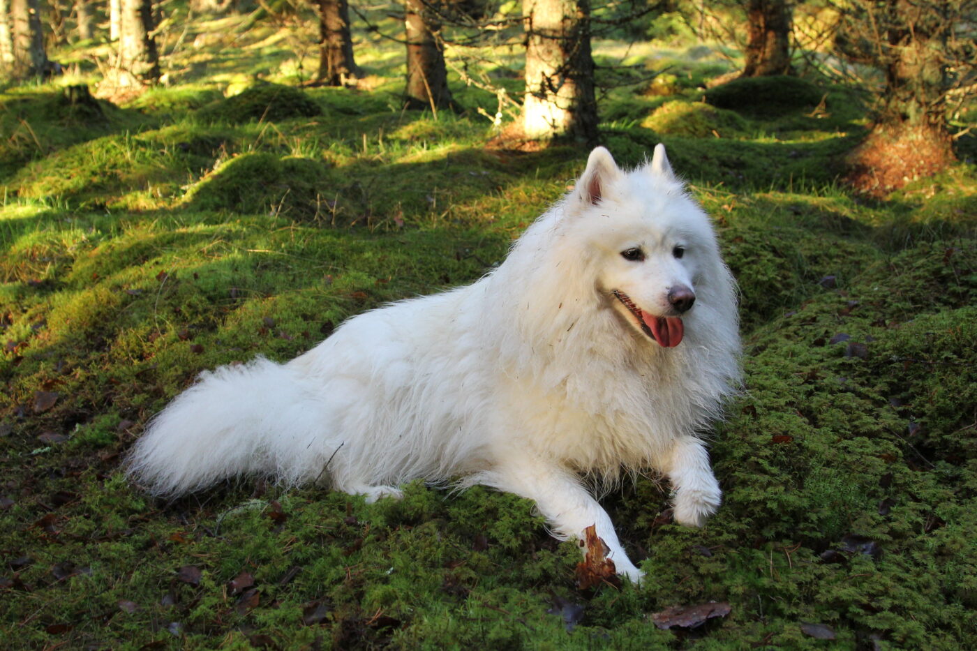 Best raw dog food for Samoyeds