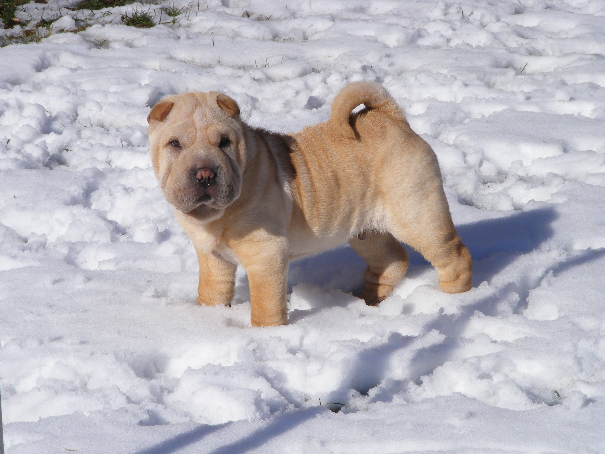 11 Finest Uncooked Canine Meals Manufacturers for Shar Peis