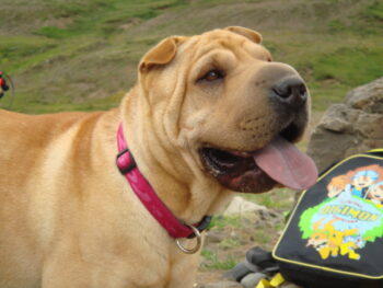 Best raw dog food for Shar Peis