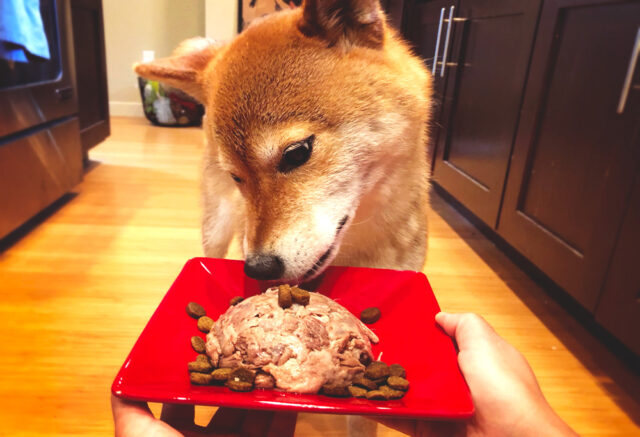 Best raw dog food for Shiba Inus