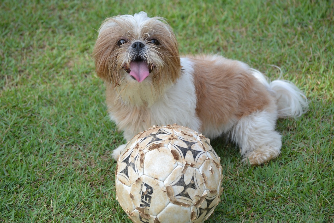 The 20 Best Durable Toys for Shih Tzu