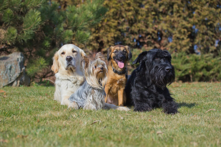 9 Pros And 7 Cons Of Having Multiple Dogs - iHeartDogs.com
