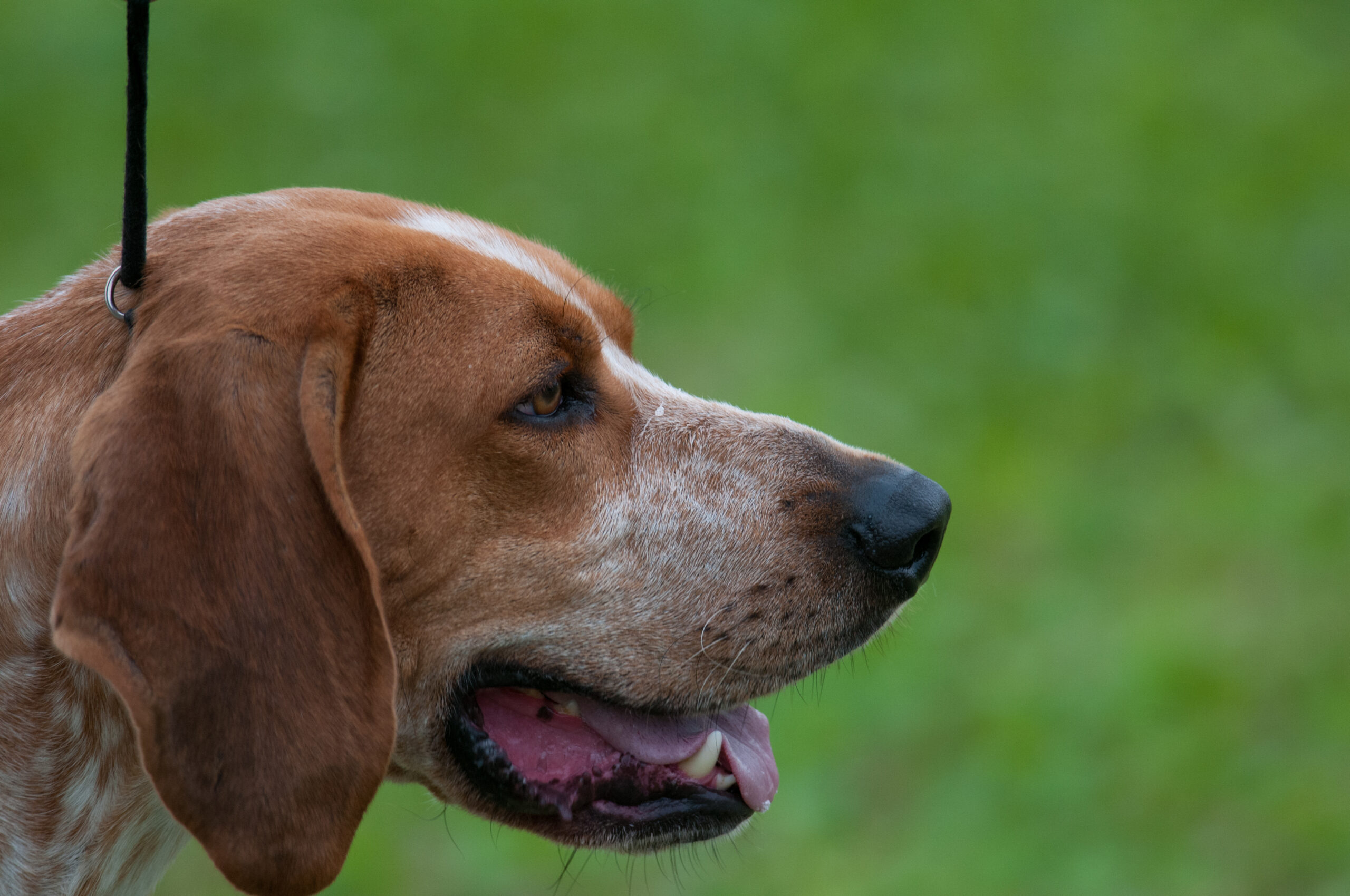 best fresh dog food for American English Coonhounds