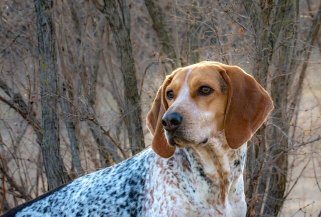 best fresh dog food for American English Coonhounds