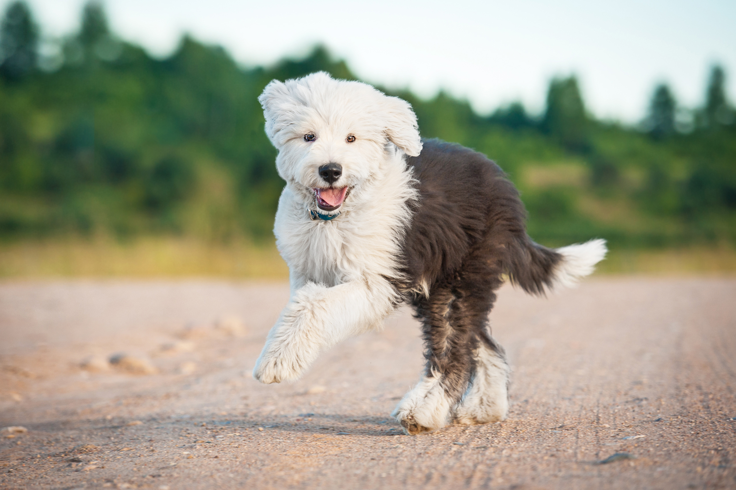 best fresh dog food for Old English Sheepdogs
