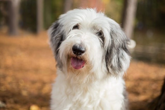 best fresh dog food for Old English Sheepdogs