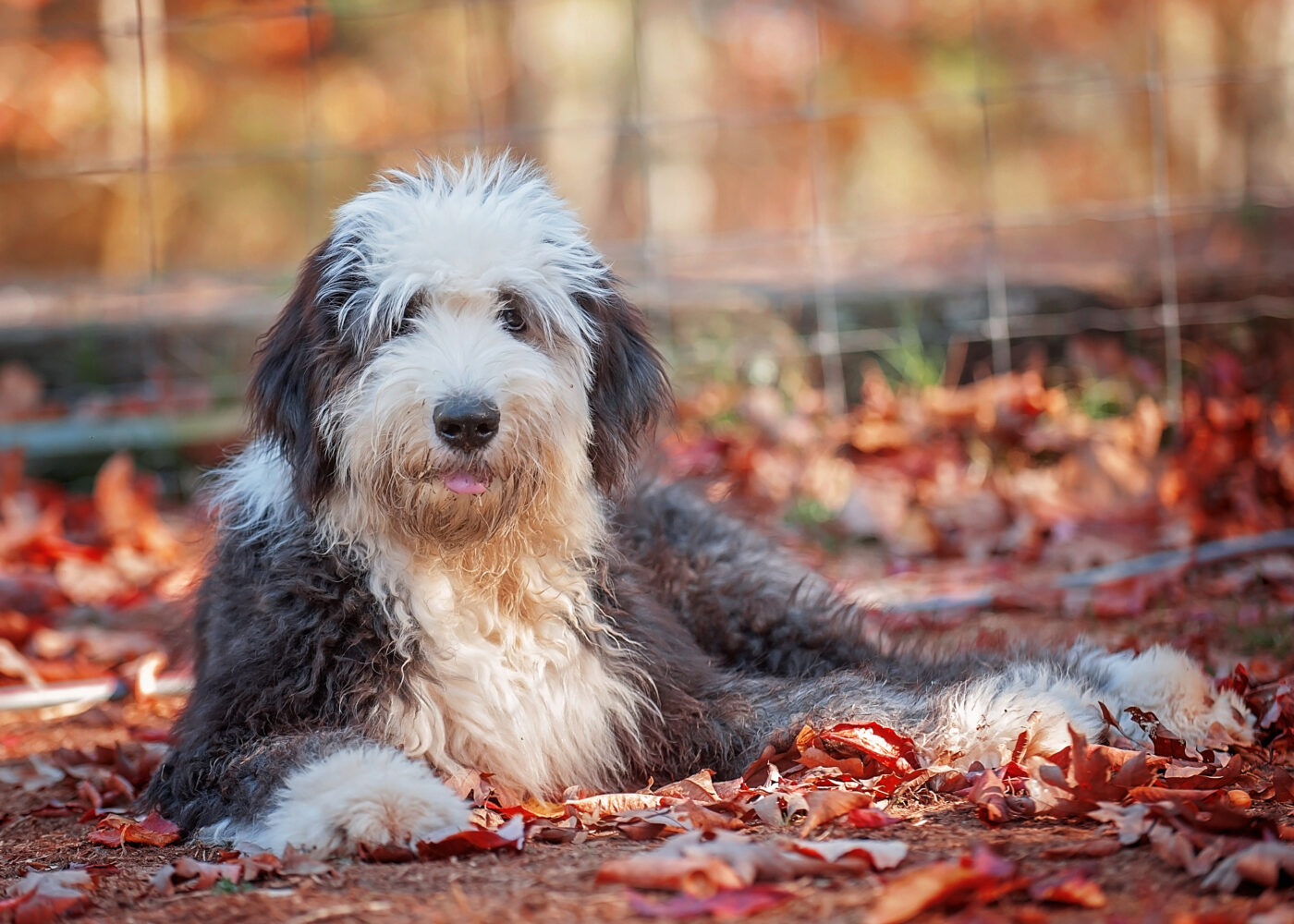 best fresh dog food for Old English Sheepdogs