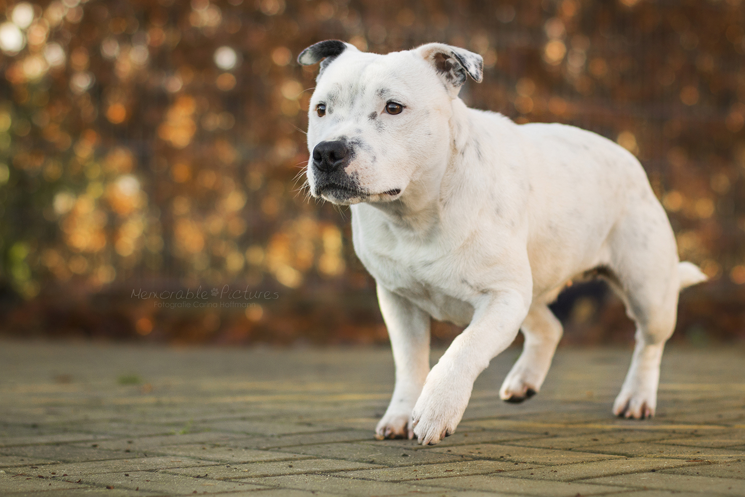 11 Best Raw Dog Food Brands for Staffordshire Bull Terriers