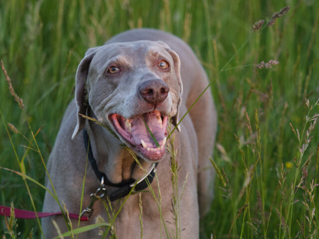 Best raw dog food for Weimaraners