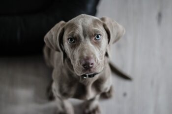 best fresh dog food for Weimaraners