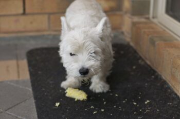 Best raw dog food for Westies