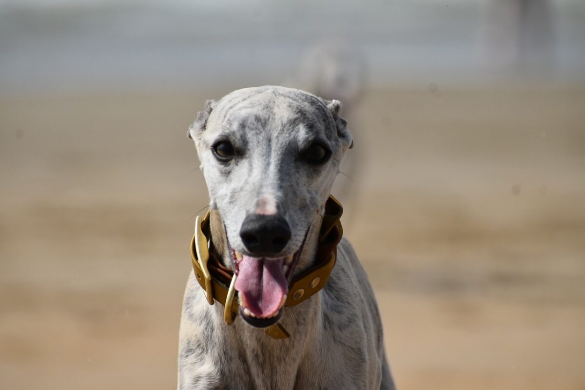 best fresh dog food for Whippets