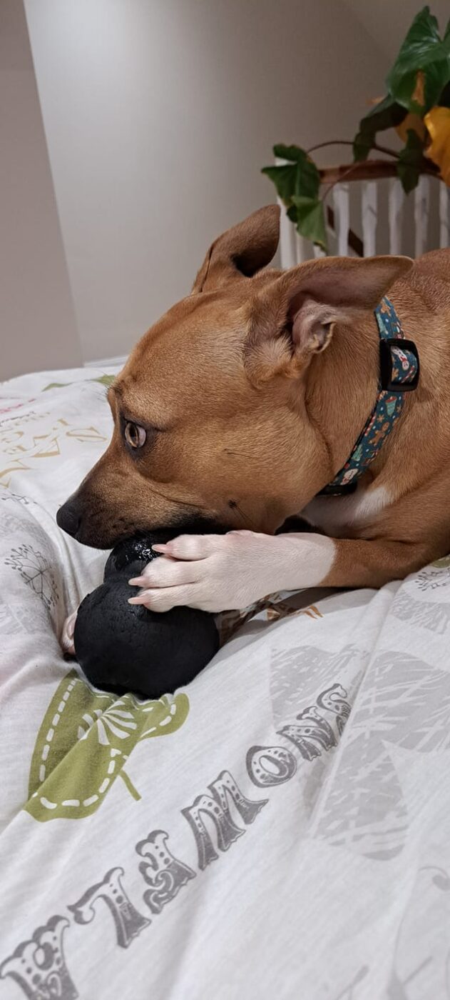 The 20 Best Durable Toys for Staffordshire Bull Terriers