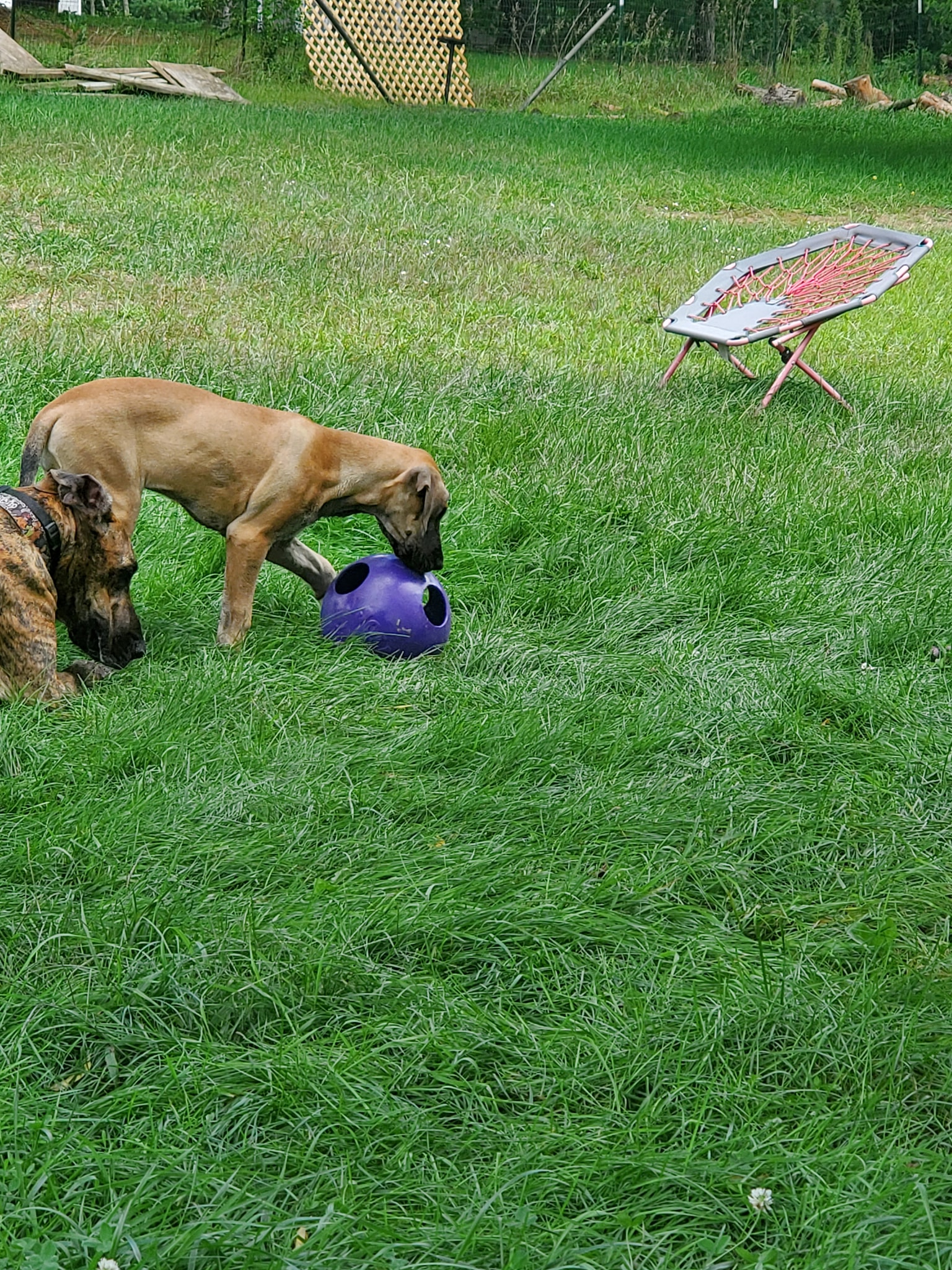 The 20 Best Durable Toys for Great Danes