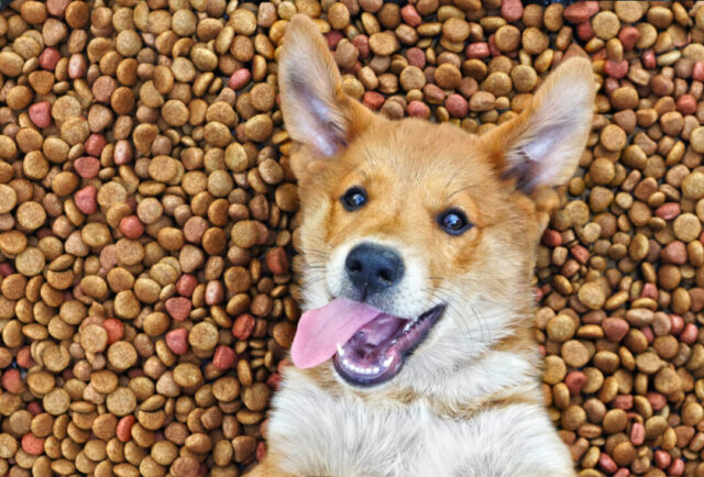 9 Finest Dry Canine Meals