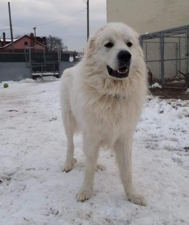 Adoptable Great Pyrenees