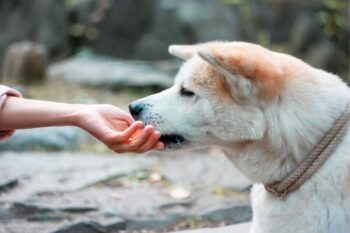 PetWireDaily — Best Pill Pockets for Akitas