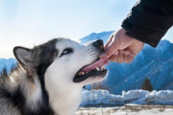 PetWireDaily — Best Pill Pockets for Alaskan Malamutes