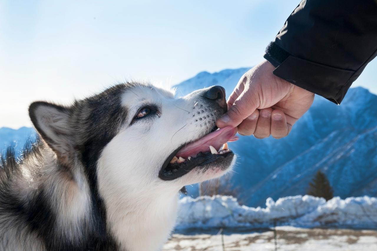 can a alaskan malamute eat slim jim