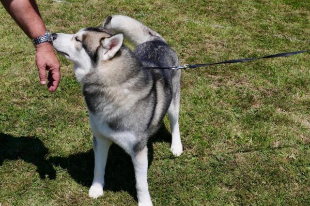 best pill pocket for alaskan malamutes