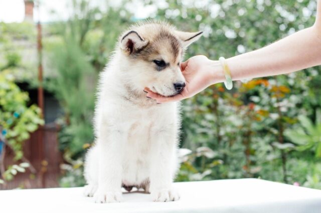 best pill pocket for alaskan malamutes