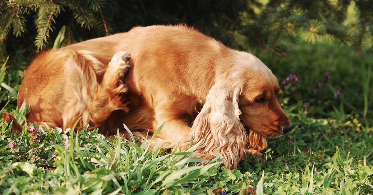 Allergy supplements for dogs