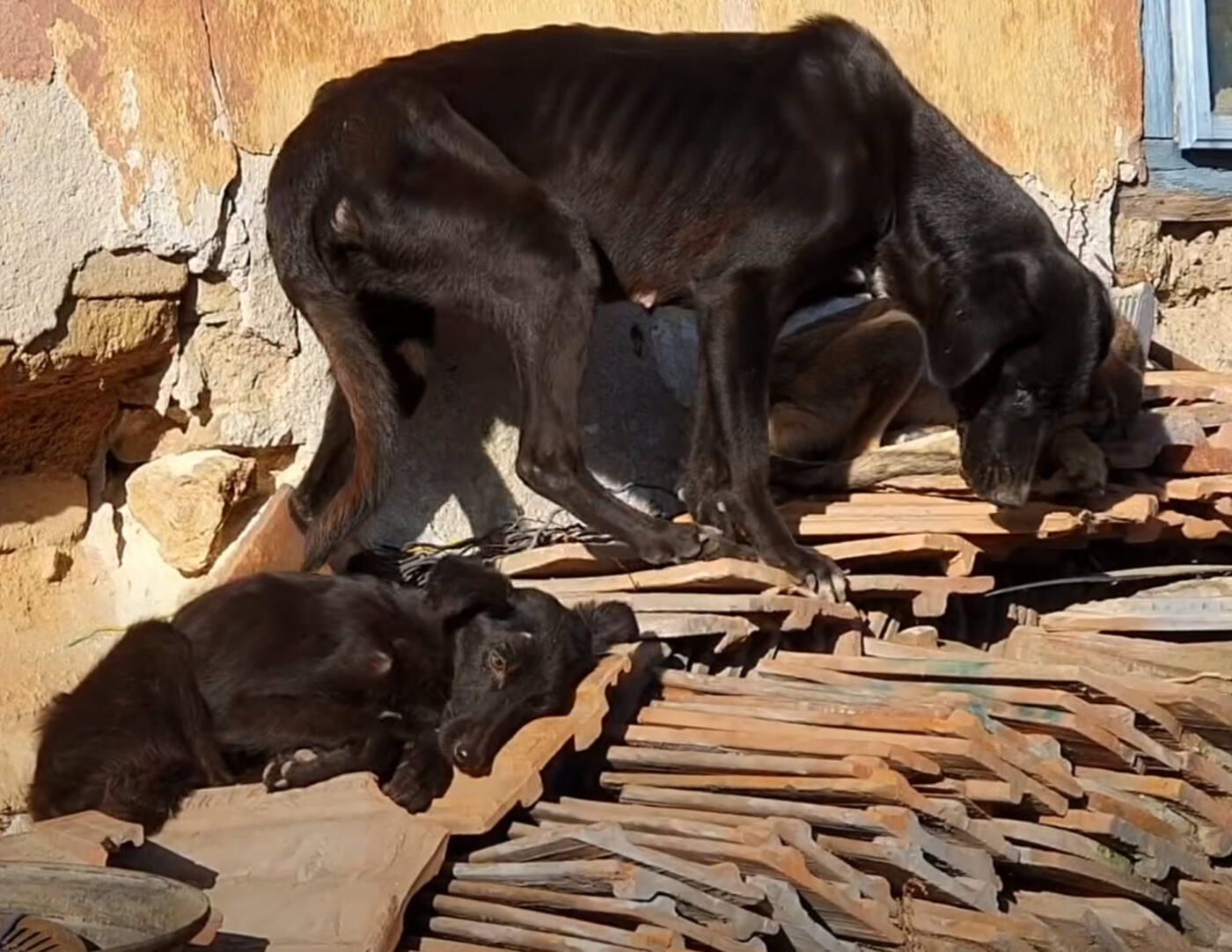 Starving Dog Found In A Rundown Garage Yard Wags Her Little Tail As ...