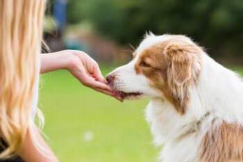 PetWireDaily — Best Pill Pockets for Australian Shepherds