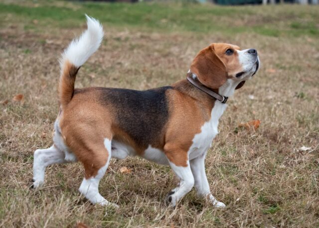 Beagle looking for treats
