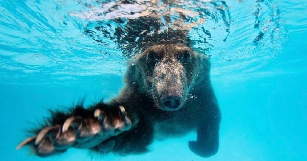 Bear Swim Feature
