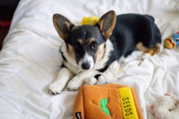 best dog bed for your Corgi