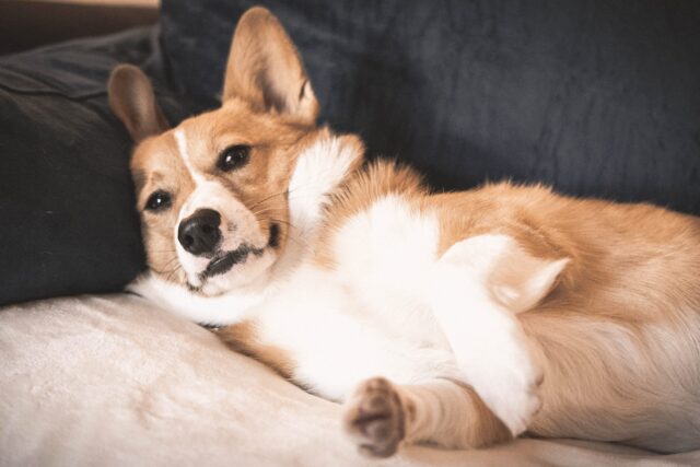 the best dog bed for your Corgi