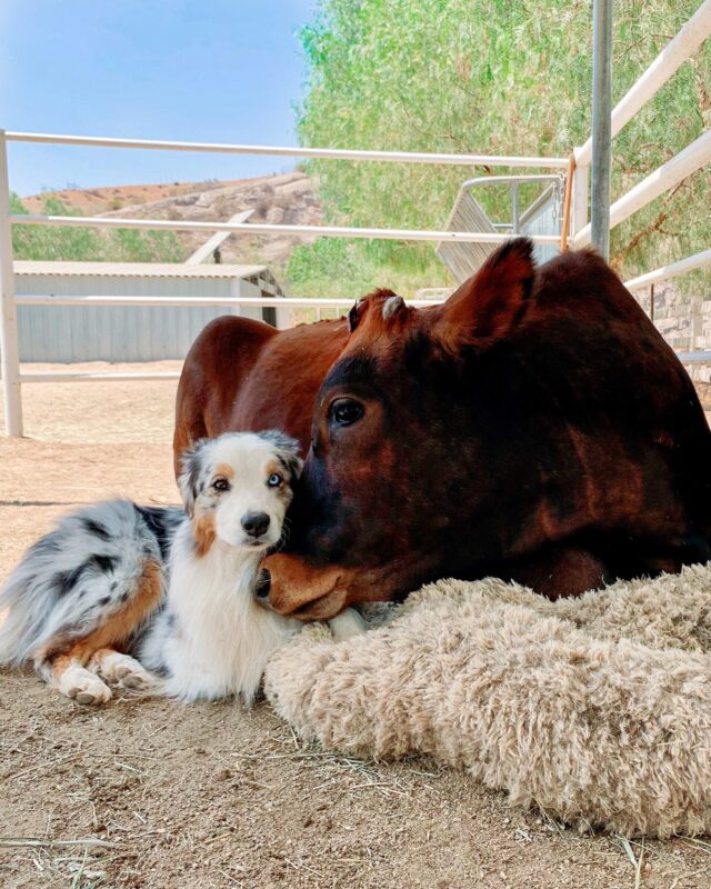 Cow and dog friends forever