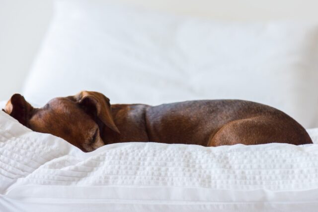 Dachshund sleeping on best dog bed