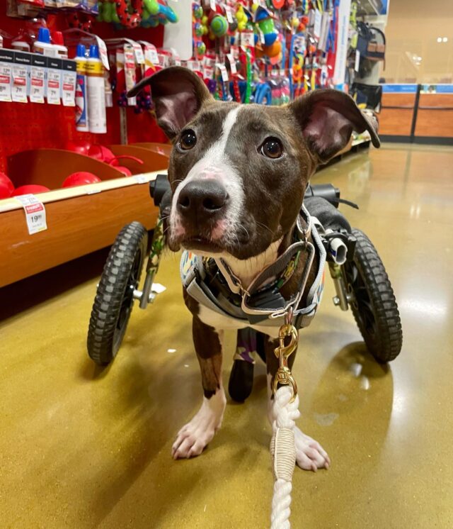 Disabled dog in the PetSmart toy section