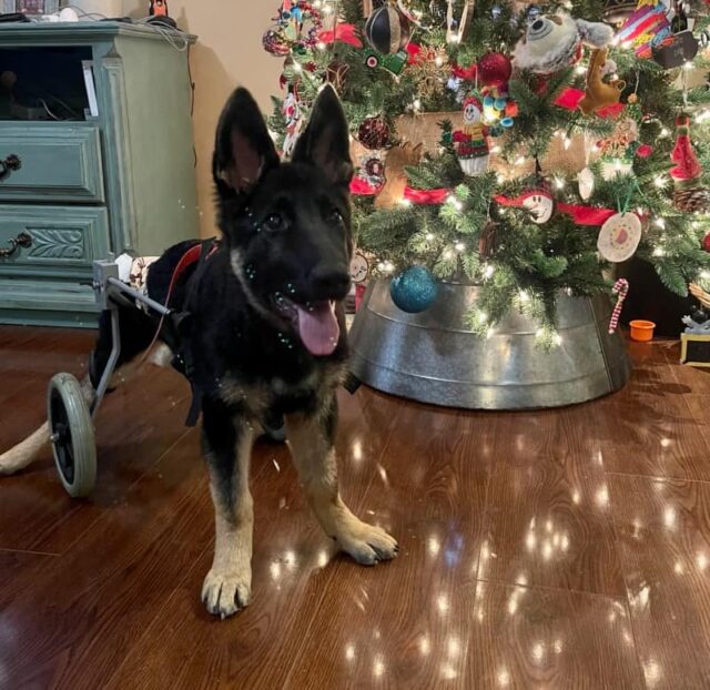 Disabled puppy by Christmas tree