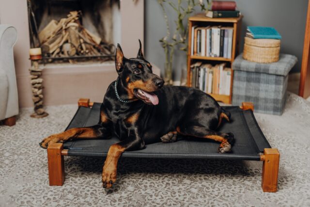 the best dog bed for your Doberman