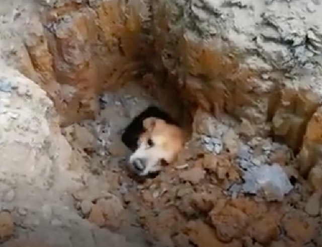 Dog trapped