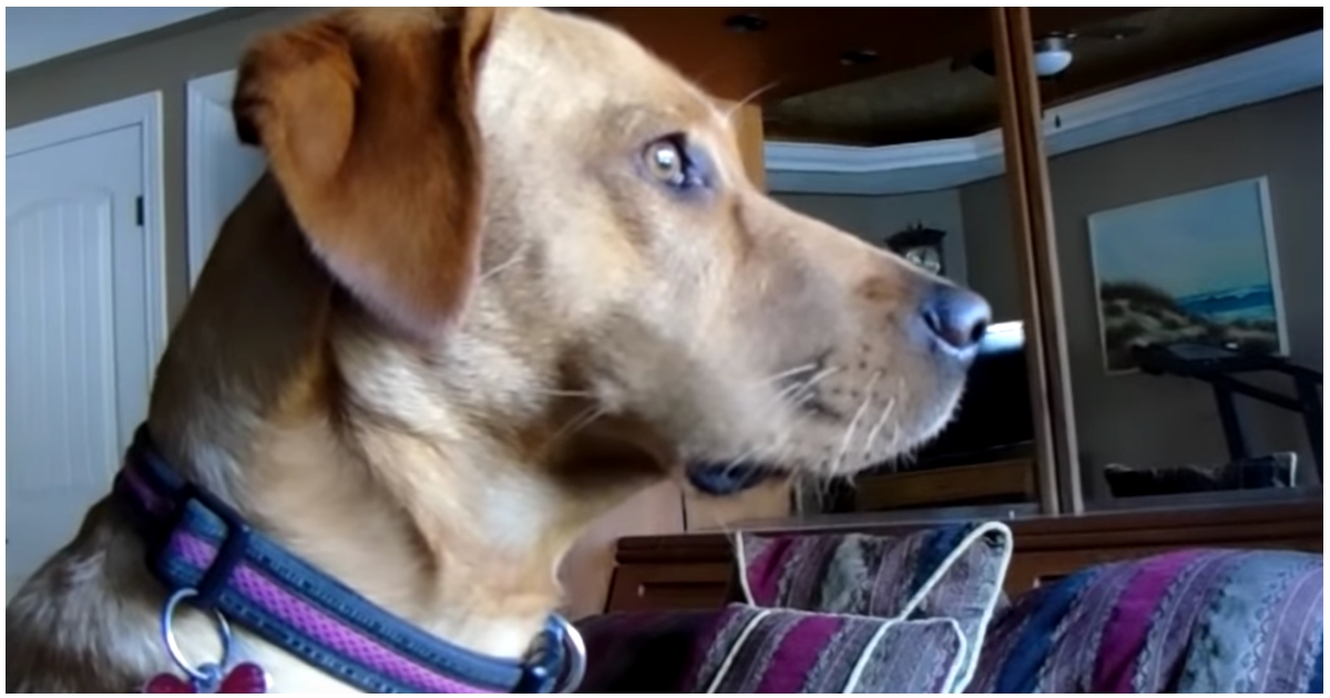Mother Worries When Entranced Canine Gained’t Break His ‘Stare’ At Identical Spot On a regular basis